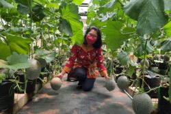 Brawijaya University develops IoT-based system for melon cultivation