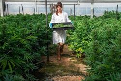 大麻公司Kaya Holdings的以色列子公司獲得了大麻種植和加工許可證的初步批准