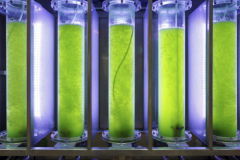 How to get the most fuel out of microalgae?