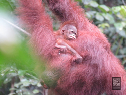 Sarawak Welcomes Baby Orangutans in Semenggoh Wildlife Centre