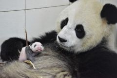 'Panda China-Sichuan Night' Launches Inaugural China Giant Panda International Culture Week