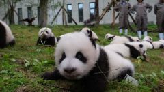 'Panda China-Sichuan Night' Launches Inaugural China Giant Panda International Culture Week
