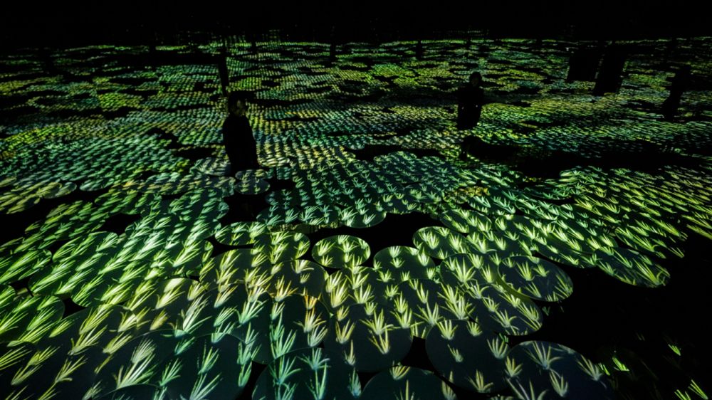 The budding rice plants, still small in the spring, grow larger in the summer and turn golden in the fall. teamLab, Memory of Topography &copy; teamLab