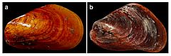 Research jointly led by HKBU and HKUST decoding the first deep-sea mussel genome published in Nature Ecology & Evolution