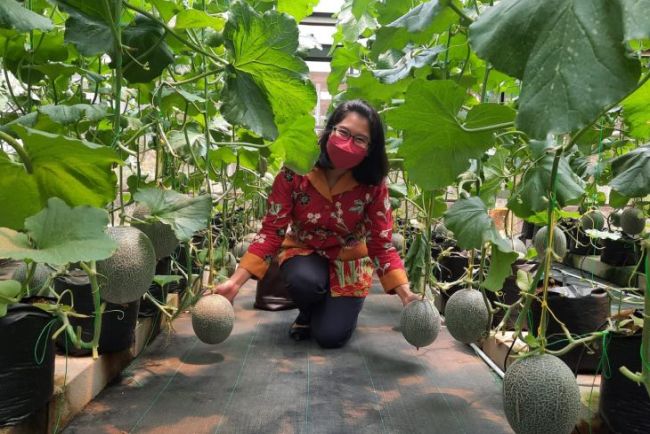 Brawijaya University develops IoT farming system for melon cultivation