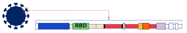 NEC Contributes to Development of Artificial DNA Aptamer that Binds to the Novel Coronavirus (SARS-CoV-2)