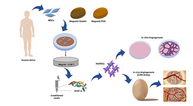 Stimulating blood vessel formation with magnets