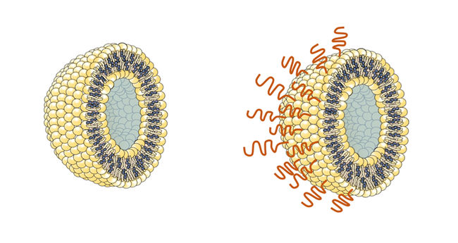 Polymer protection for vaccines and drugs