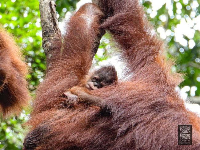 Sarawak Welcomes Baby Orangutans in Semenggoh Wildlife Centre