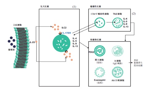 中国抗体用于哮喘的第一类治疗产品SM17新药研究申请获FDA受理