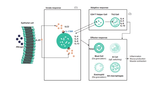 IND Application for SinoMab's First-in-Class Asthma Therapeutic Product SM17 Accepted by FDA