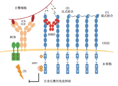 中国抗体的旗舰产品舒西利单抗SM03的作用机理在美国免疫领域权威期刊the Journal of Immunology上成功发表