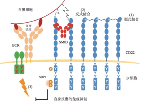 中國抗體的旗艦產品舒西利單抗SM03的作用機理在美國免疫領域權威期刊the Journal of Immunology上成功發表