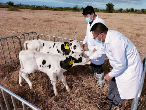 Youran Dairy/SKX successfully cloned dairy bulls, with higher efficiency rate of 30% cloned embryo production