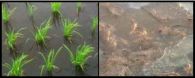 B&L's Stevia Laboratory Demonstrates Successful Salt Removal in Brine Damaged Rice Paddies