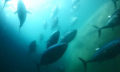 ISIDと双日グループがスマート漁業の共同実証実験を開始