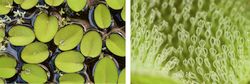 Copying the small structures of Salvinia leaves