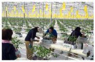 Ceremony Held to Mark Start of Cultivation at Minamisoma Tomato Farm