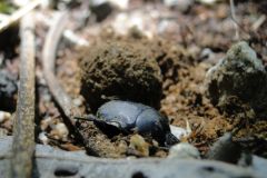 Rolling in it: Dung Beetles' Taste Preferences Uncovered