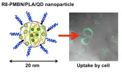 Imaging the Inside of Cells Using Polymeric Nanoparticles