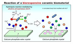 Novel patching material for bone defects