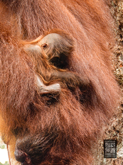 Sarawak Welcomes Baby Orangutans in Semenggoh Wildlife Centre