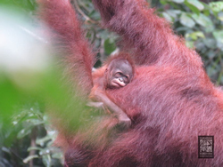 Sarawak Welcomes Baby Orangutans in Semenggoh Wildlife Centre
