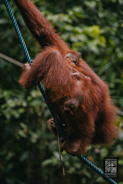 Sarawak Welcomes Baby Orangutans in Semenggoh Wildlife Centre