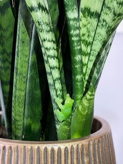 Yowie Surprises Fans with Ultra Rare Glass Frog Collectible as Part of 