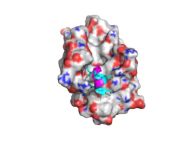 A*STAR and MSD Establish a New Research Collaboration to Advance Peptide Therapeutics
