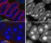 A*STAR Scientists Make Groundbreaking Discovery of Cell Nucleus Structure Crucial to Understanding Diseases