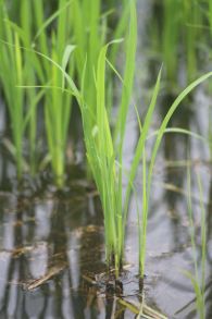 Increasing Rice Production on Acidic Soils in Malaysia