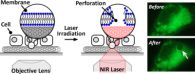 Carbon Nanotubes and Near-infrared Lasers Promise a Cost Effective Solution for Cell Membrane Manipulation