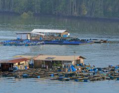 Better aquaculture management rewards Malaysia's fish farmers